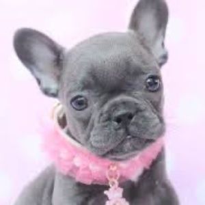 Meet your Posher, Curvy